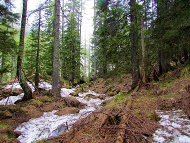 Dağ ladini (Picea abies) ve karaçam (Larix decidua) ormanı, kısmen karla kaplı.