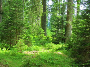 Spruce (Picea abies) Slovenya 'nın Pokljuka ormanında orman zemininde güneş parlarken