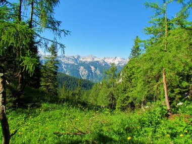 Slovenya 'nın Gorenjska bölgesinde yer çiçeği (Trollius europaeus) ve bir tarla ormanı bulunan Triglav ulusal parkındaki (Slovenya) Julian Alp dağlarının manzarası