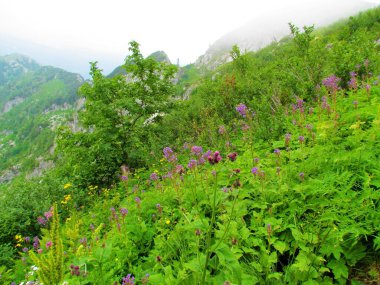 Slovenya 'nın Julian Alpleri' ndeki Crna Prst 'te arkasında dağ sırtı olan sarı çiçekler (Cicerbita alpina) ve uzun boylu, çiçeklerle dolu renkli alp çayırı.
