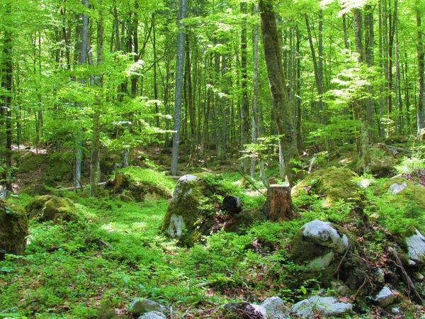 位于斯洛文尼亚朱利叶斯阿尔卑斯山和戈伦伊斯卡地区Gozd Martuljek上方的山毛榉森林 阳光穿过树冠和茂密的草本层 — 图库照片