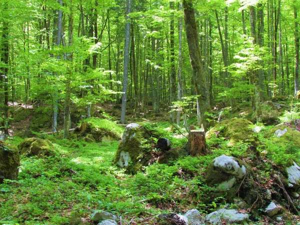 Forêt Hêtres Montagne Dessus Gozd Martuljek Dans Les Alpes Juliennes — Photo