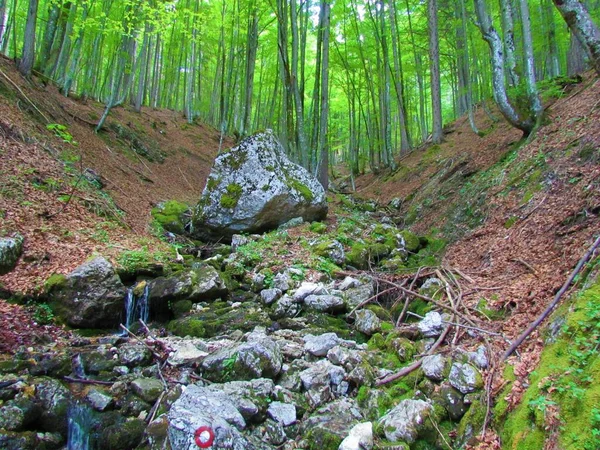 Primavera Montanha Com Pedras Cercadas Por Uma Floresta Faia Primavera — Fotografia de Stock