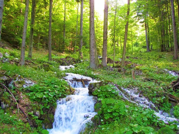 Horský Potok Obklopený Bujnou Vegetací Smrku Bukovém Lese Slovinsku — Stock fotografie