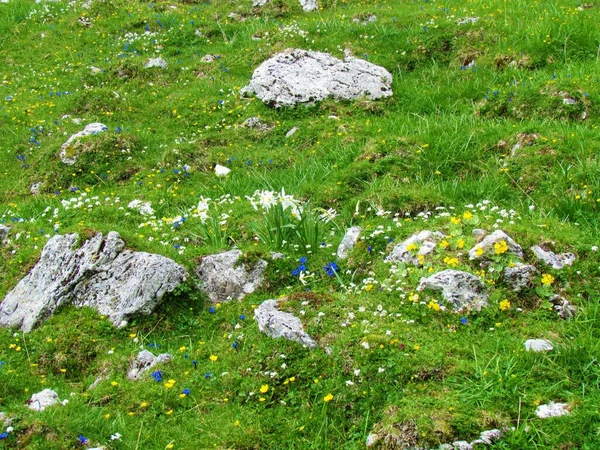 スロベニアのGrenjska地域のKaravanke山の岩に囲まれた青いGentiana Clusiiと黄色のPrimula Auriculaで構成される初期の山の花の庭 — ストック写真