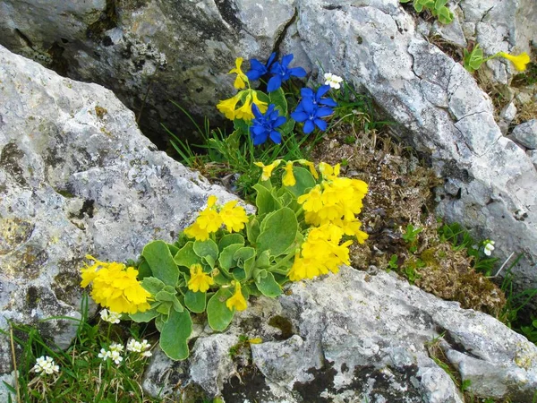 Close Yellow Primula Auricula Blue Gentiana Clusii Rocks Back — Stock Photo, Image