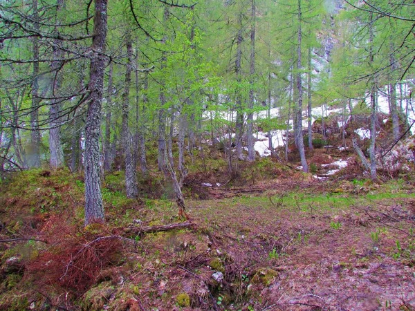 Bosque Alerce Montaña Larix Decidua Comienzo Temporada Crecimiento Con Suelo — Foto de Stock