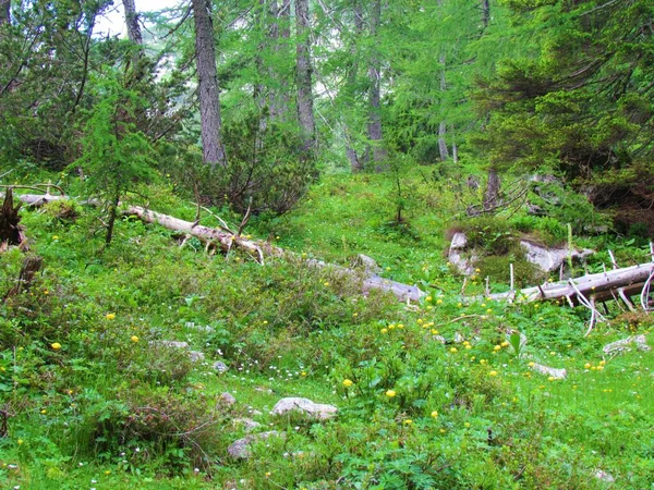 Horský Modřínový Les Květinami Včetně Globefloweru Trollius Europaeus Podrostu Rozpadajícím — Stock fotografie