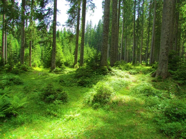 Spruce (Picea abies) Slovenya 'nın Pokljuka ormanında orman zemininde güneş parlarken
