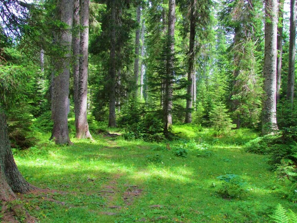 Floresta Abeto Picea Abies Pokljuka Eslovénia Com Sol Brilhando Chão — Fotografia de Stock