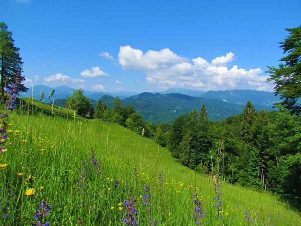 在一个阳光明媚的日子里 看到斯洛文尼亚戈伦伊斯卡地区森林茂密的高山草原景观 前面有紫色的草甸圣人花 Salvia Pratensis — 图库照片