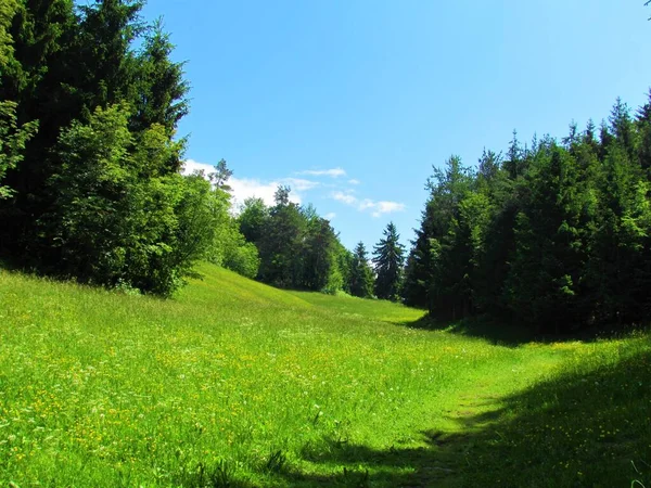 Údolí Obklopené Lesem Bujnou Letní Travnatou Vegetací Kvetoucí Žlutými Květy — Stock fotografie