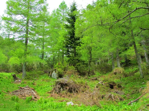 Las Modrzewiowy Larix Decidua Świerkowy Picea Abies Krzewami Sosny Pnącej — Zdjęcie stockowe