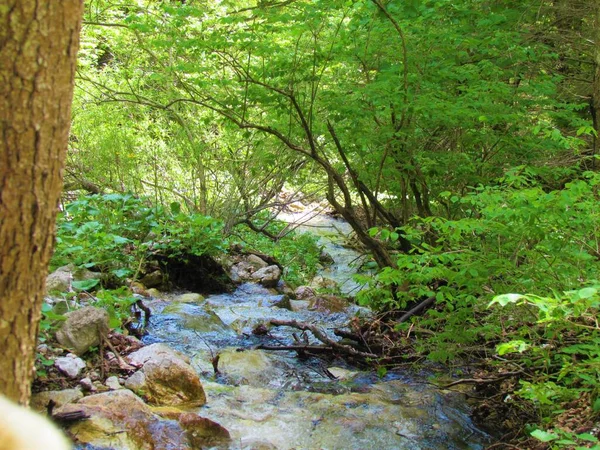 Ruisseau Montagne Avec Végétation Riveraine Poussant Dessus Ruisseau Épinette Picea — Photo