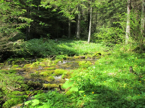Bach Inmitten Eines Fichtenwaldes Mit Moosbedeckten Felsen Bach Und Sonne — Stockfoto