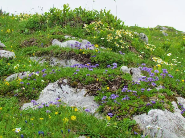 Jardim Rocha Globularia Nudicaulis Avens Montanha Dryas Octopetala Ervilhaca Renal — Fotografia de Stock