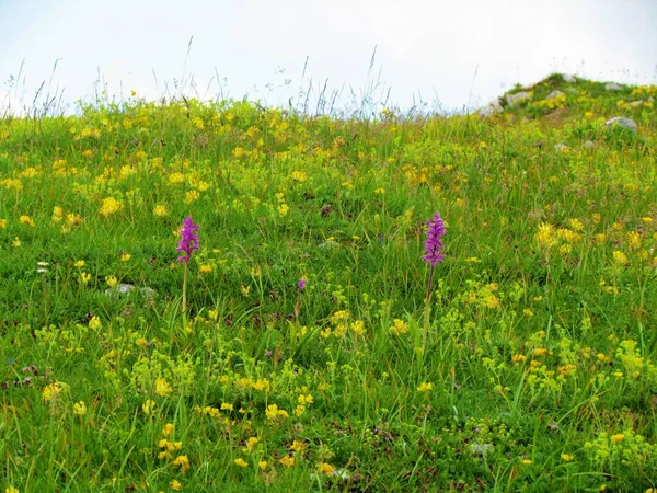 Großaufnahme Eines Paares Der Frühen Purpurorchideen Orchis Mascula Die Zusammen — Stockfoto