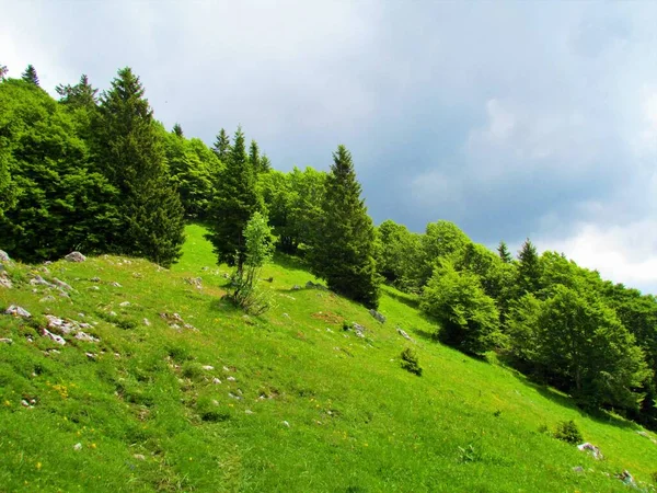 阳光普照的山地草甸 四周环绕着一片云彩 Picea Abies 和山毛榉 Fagus Sylvatica 后面是乌云 — 图库照片