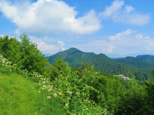 Vista Montaña Tosc Zona Dolomiti Polhograjski Eslovenia Con Una Exuberante —  Fotos de Stock