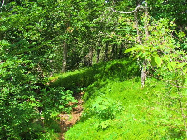 Brillante Claro Bosque Soleado Rodeado Exuberante Follaje Las Colinas Pohov — Foto de Stock