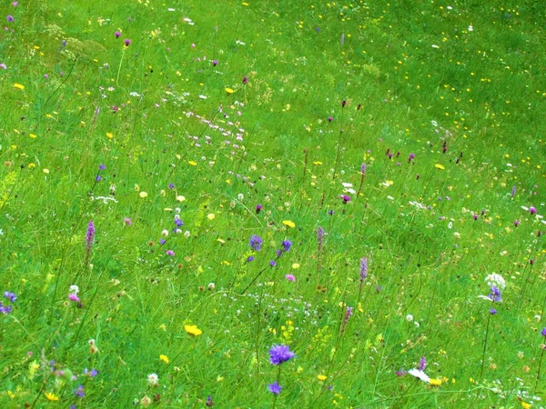 Primo Piano Colorato Prato Fiorito Pieno Fiori Blu Rosa Gialli — Foto Stock