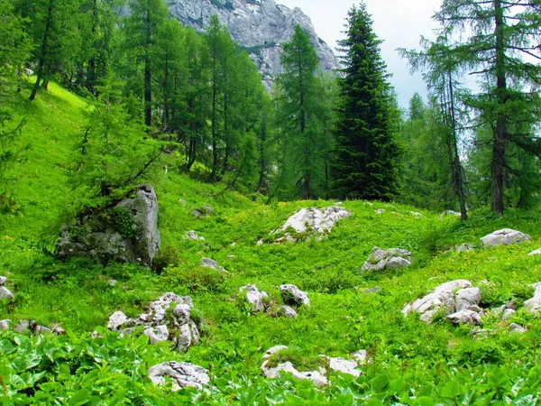 在特里格拉夫国家公园和斯洛文尼亚的朱利安阿尔卑斯山脉 茂盛的山地草地上覆盖着岩石和向日葵 Trollius Europaeus 以及后方的落叶松和云杉林 — 图库照片