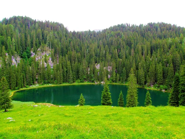 斯洛维尼亚Gorenjska地区Triglav国家公园Planina Jezero绿色湖景 后山密布 前面是一片绿草 — 图库照片