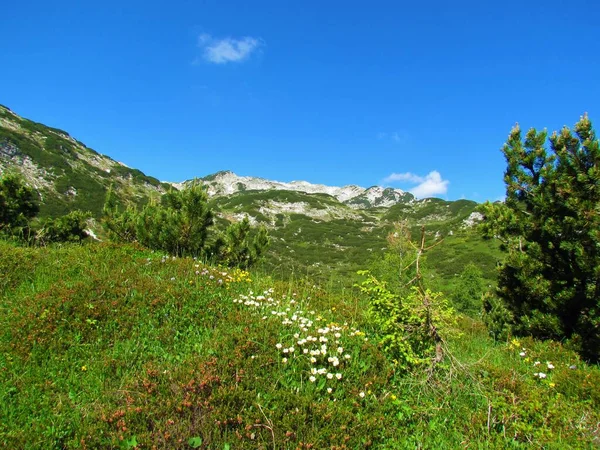 Vista Del Paisaje Montañoso Alpino Cubierto Pino Rastrero Con Avenas — Foto de Stock