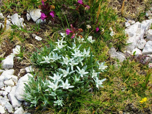 Close Group Edelweiss Flowers Leontopodium Nival — Stock Photo, Image