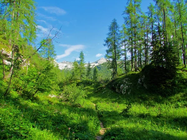 Mountain Larch Forest Julian Alps Triglav National Park Slovenia — Stock Photo, Image
