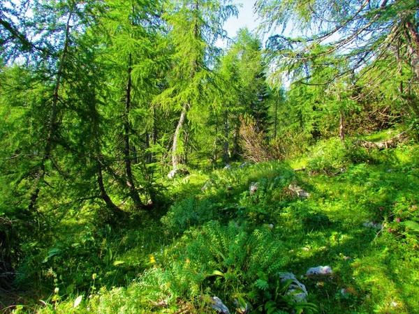 スロベニアのトリグラフ国立公園のPokljukaの上の明るい山のカラマツの森床を覆う緑豊かな植生 — ストック写真