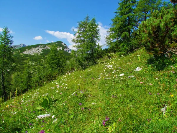 Ορεινό Λιβάδι Στις Ιουλιανές Άλπεις Σλοβενία Γεμάτο Λευκή Ανθοφόρο Μαργαρίτα — Φωτογραφία Αρχείου