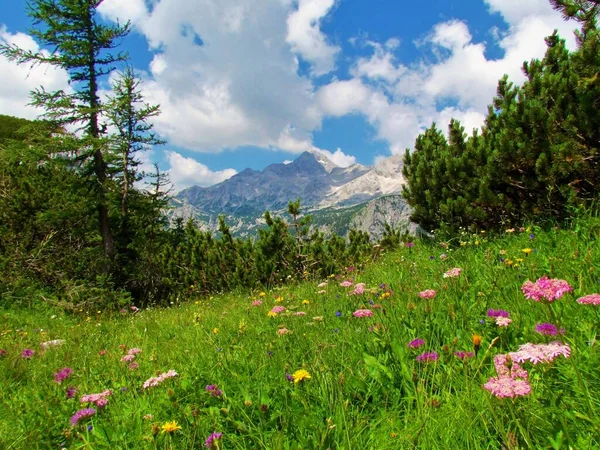 斯洛维尼亚Gorenjska地区Julian Alps的Triglav山和Triglav Natinal公园的景致 草地上盛满了盛开的野花 疱疹性纹状体 — 图库照片
