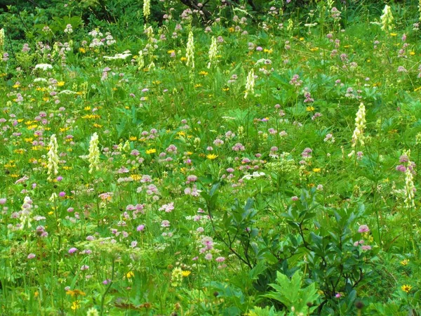 Pradera Montaña Iluminada Por Sol Llena Flores Silvestres Incl Wolfsbane —  Fotos de Stock