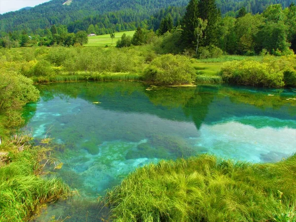 Jezero Zelenci Pramene Sávy Dolinka Kranjské Gory Slovinsko Obklopeno Bujnou — Stock fotografie