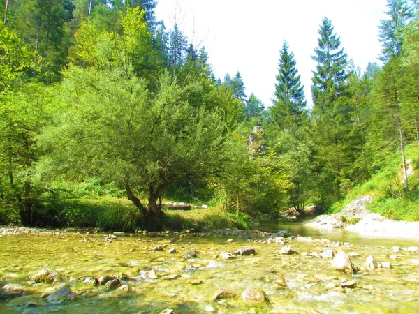 Fluss Iska Nebenfluss Des Flusses Zala Iski Vintgar Slowenien Mit — Stockfoto