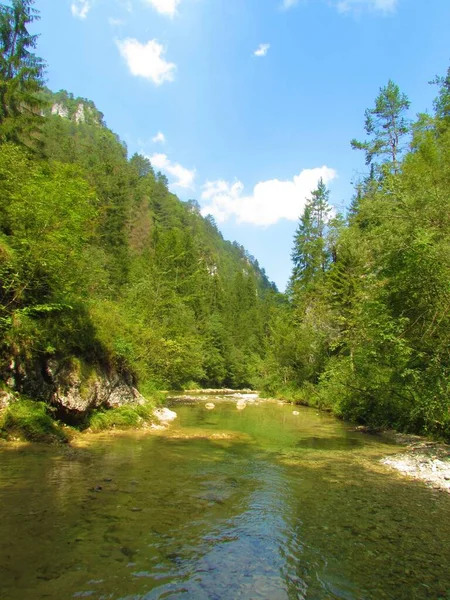 River Iska Iski Vintgar Slovenia Forest Covering Steep Slopes Surrounding — Stock Photo, Image