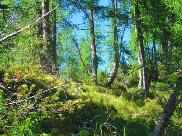 Φωτεινό Ορεινό Δάσος Προνύμφες Στο Εθνικό Πάρκο Triglav Στη Σλοβενία — Φωτογραφία Αρχείου