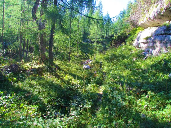 Caminho Que Conduz Através Uma Floresta Larício Montanha Brilhante Parque — Fotografia de Stock