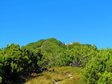 Slovenya 'nın Baseljski Vrh tepesinin güzel manzarası. Güneşli bir günde önlerinde sürünen çam ağacı (Pinus mugo).