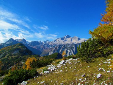 Slovenya 'nın Gorenjska bölgesindeki Pokljuka' nın yukarısındaki Mrezce 'den gelen altın renkli karaçam ağaçlarıyla Julian Alpleri' ndeki Triglav ve Krma Vadisi manzarası