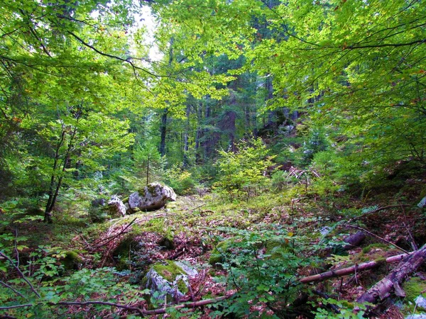 在斯洛文尼亚 用年轻的山毛榉 Fagus Sylvatica 树木和岩石在山毛榉森林里清澈清澈 — 图库照片
