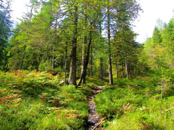 Faggio Abete Rosso Slovenia Con Felci Che Ricoprono Suolo Forestale — Foto Stock