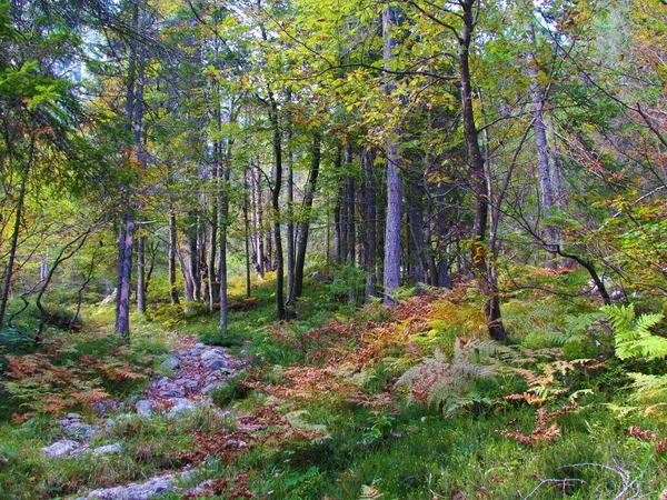 スロベニアのブナやトウヒの森には 森の床を覆うシダがあり Pod Spikへと続く道があります — ストック写真