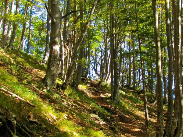 Schöner Buchenwald Fagus Sylvatica Slowenien Mit Grasbewuchs Und Sonne Auf — Stockfoto