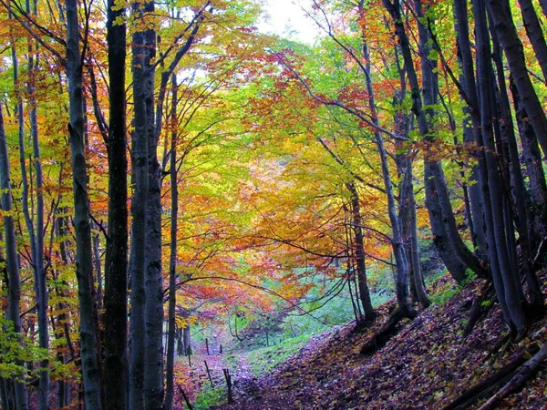 Beutiful Colorful Beech Forest Porezen Slovenia Fall Yellow Red Foliage — Stockfoto