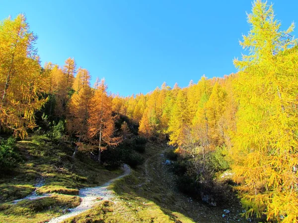 フリアン アルプスのリパンカとポクルカ スロベニアのトリグラフ国立公園の上の美しい風景 太陽の下での秋の入浴で黄色の金のカラマツ ラリックス デシュア — ストック写真