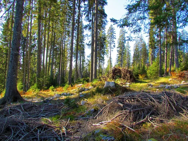 スロベニアのトリグラフ国立公園のポクルカ高原にある美しいトウヒ Picea Abys の森床に太陽が輝く — ストック写真