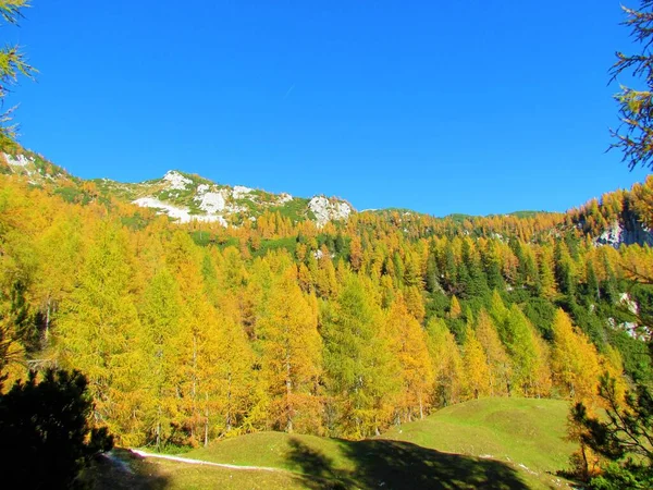 Hermoso Paisaje Sobre Lipanca Pokljuka Los Alpes Julianos Parque Nacional — Foto de Stock