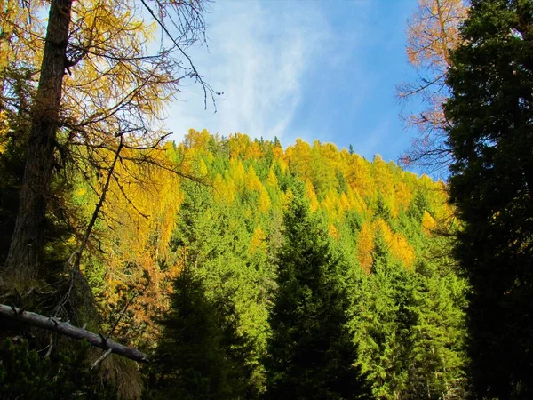 Ліс Яловичини Picea Abies Модрини Larix Decidua Восени Модриною Золотих — стокове фото